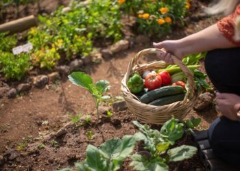 Especialistas revelam hortaliças fáceis plantar