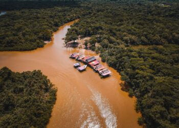 Especialistas revelam mudança preocupante amazônia