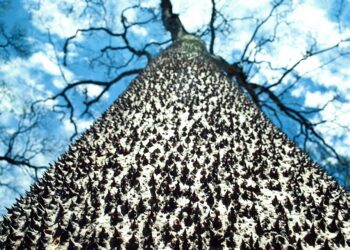 Árvore amazônia espinhos frutos explodem