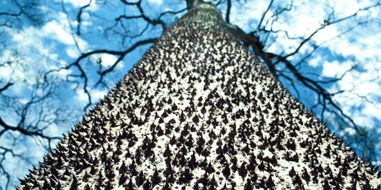 Árvore amazônia espinhos frutos explodem