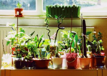 Plantas estão casa brasileiros combater