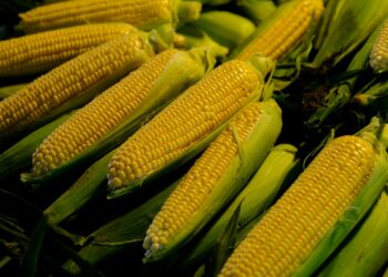 Fábrica bilhão consumir toneladas milho