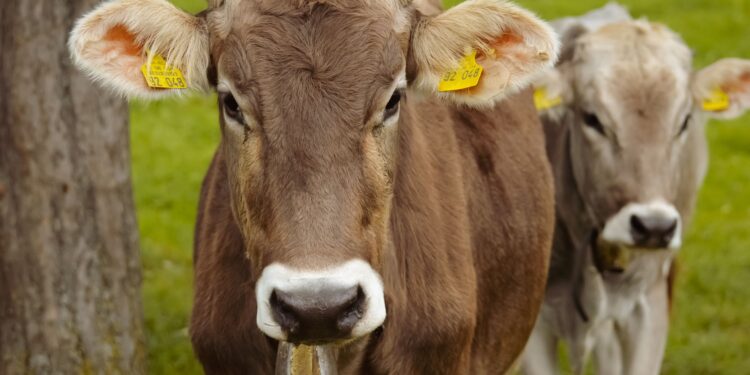 Fazenda abandona produção leite abre