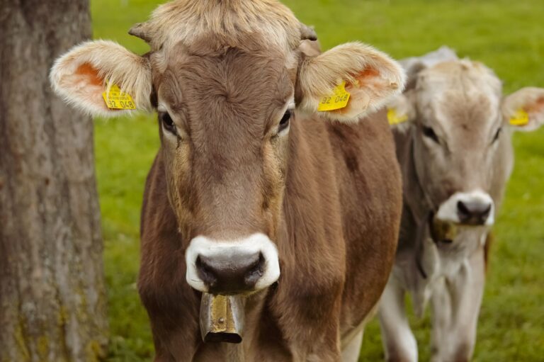 Fazenda abandona produção leite abre