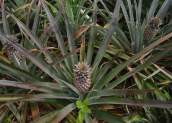 Fazenda começa cultivar abacaxi roxo