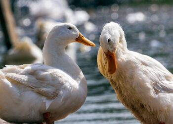 Fazenda perde mil patos gripe