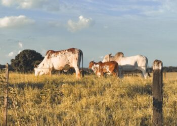 Fazenda reduz rebanho bois encurta