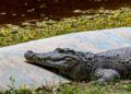 Fazendas chegam criar mil crocodilos