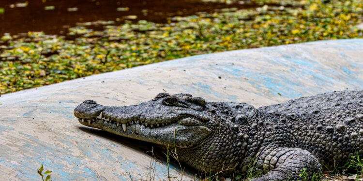 Fazendas chegam criar mil crocodilos