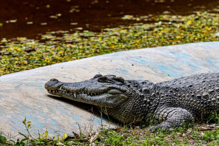 Fazendas chegam criar mil crocodilos