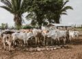 Fazendas começaram cobrir quase água