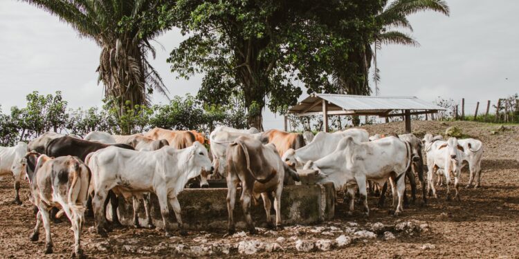 Fazendas começaram cobrir quase água