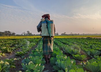 Fertilizante ficou caro produtor começou