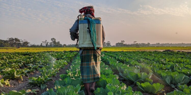 Fertilizante ficou caro produtor começou
