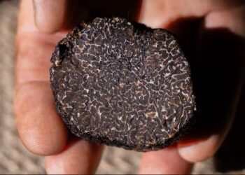 Fungo escondido raízes árvores chega