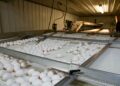 Galinhas francesas século botam ovos
