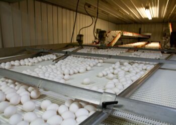 Galinhas francesas século botam ovos