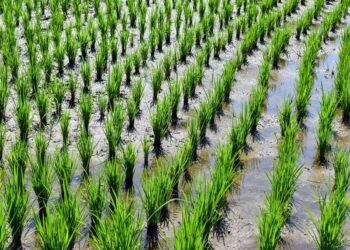 Google usar mil hectares plantações