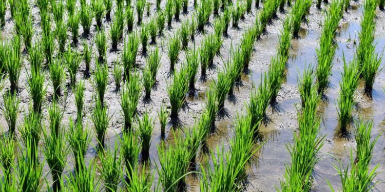 Google usar mil hectares plantações