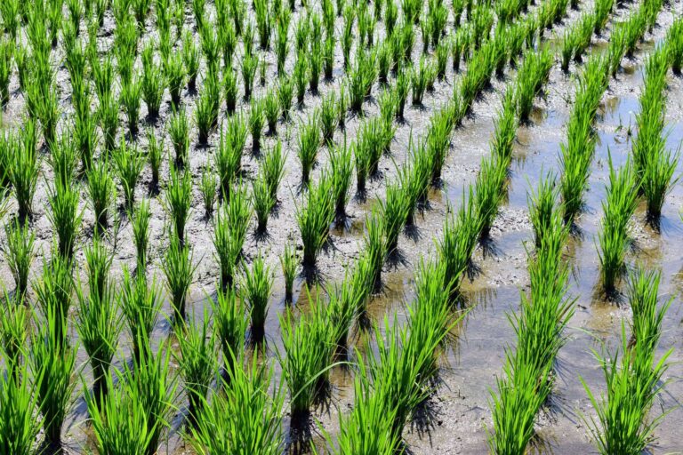 Google usar mil hectares plantações
