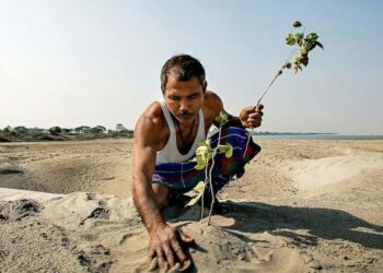 Homem plantou árvores décadas ilha