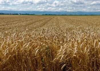 Inteligência artificial chega campo economizar