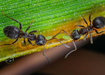 Humanos formigas cultivavam alimento fazendas