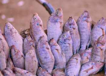 Mulher herda tanques peixe perder