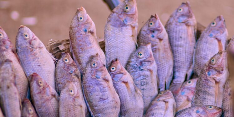 Mulher herda tanques peixe perder