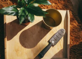 Quintal quer colher alimentos plantados