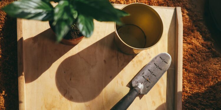 Quintal quer colher alimentos plantados