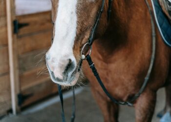 Neymar entra agro compra cavalo