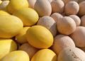 Nordeste produz melões brasil praticamente