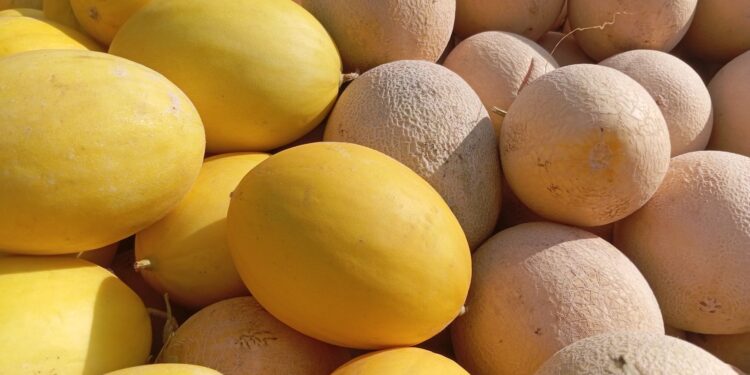 Nordeste produz melões brasil praticamente