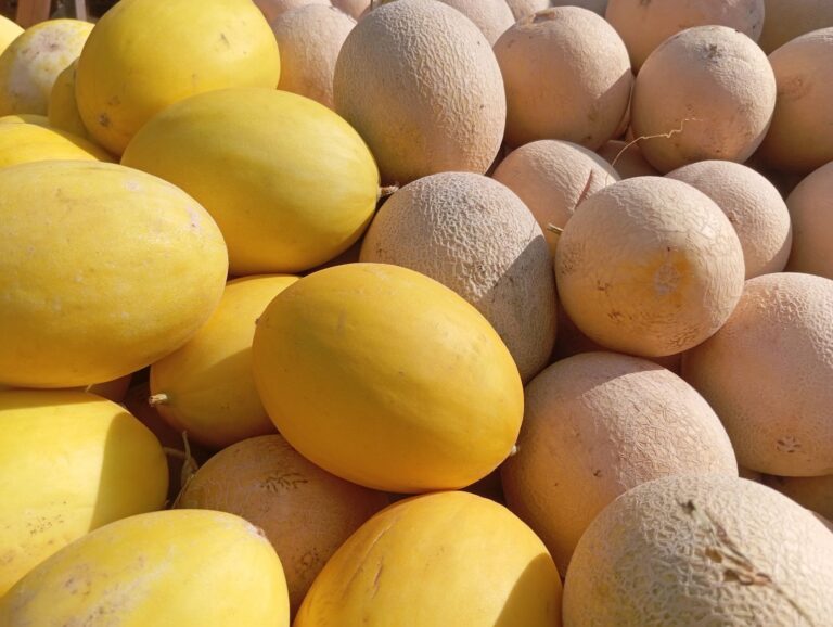 Nordeste produz melões brasil praticamente