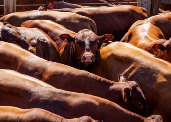 Acontecer agro brasileiro suspensão carne