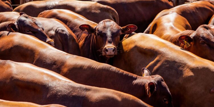 Acontecer agro brasileiro suspensão carne