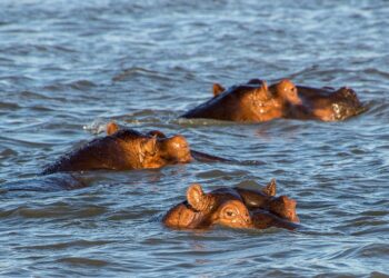 Pablo escobar levou hipopótamos fazenda