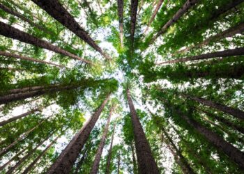 Planta faixa árvores quilômetros meio