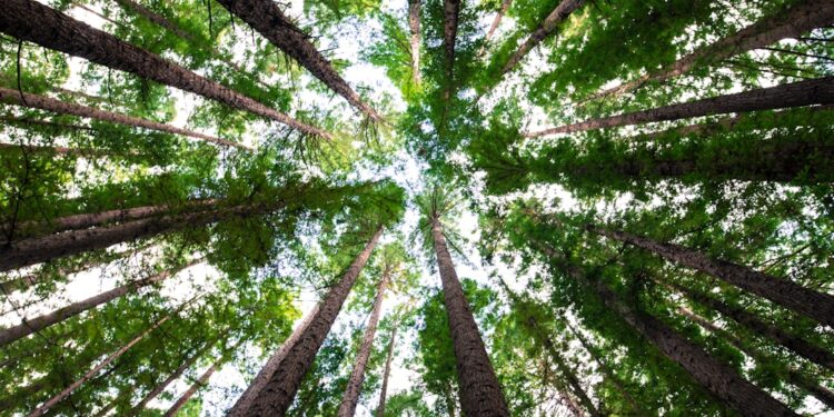 Planta faixa árvores quilômetros meio