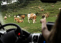 Precisar parar carros fazendeiro constrói