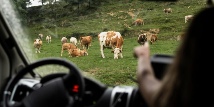 Precisar parar carros fazendeiro constrói