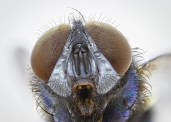 Parasita come carne viva reaparece