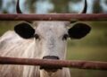 Pecuarista chegou reunir cabeças gado