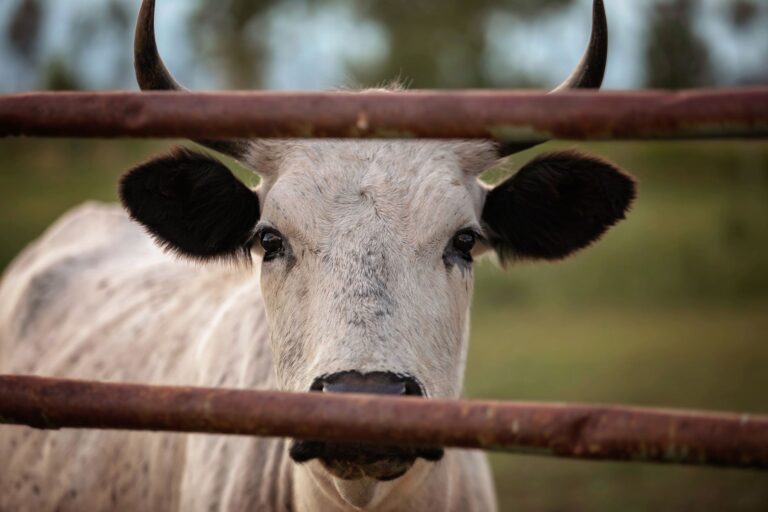Pecuarista chegou reunir cabeças gado