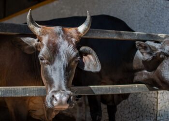 Pecuaristas economizar boi confinado mudança