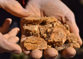 Cientista encontra “pedra” diferente durante trabalho no campo e descobre que segurava dente de mastodonte com cerca de 10 mil anos