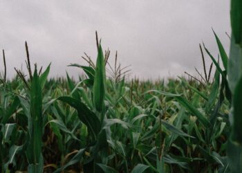 Preço produto essencial agronegócio brasileiro