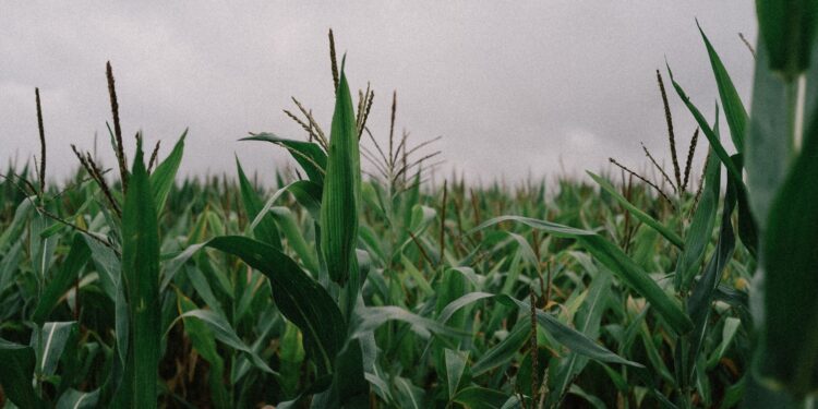 Preço produto essencial agronegócio brasileiro