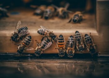 Primeira vacina abelhas chega colmeias
